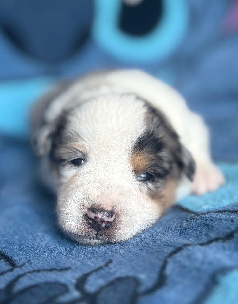 du royaume des horizons d'or - Chiots disponibles - Berger Américain Miniature 