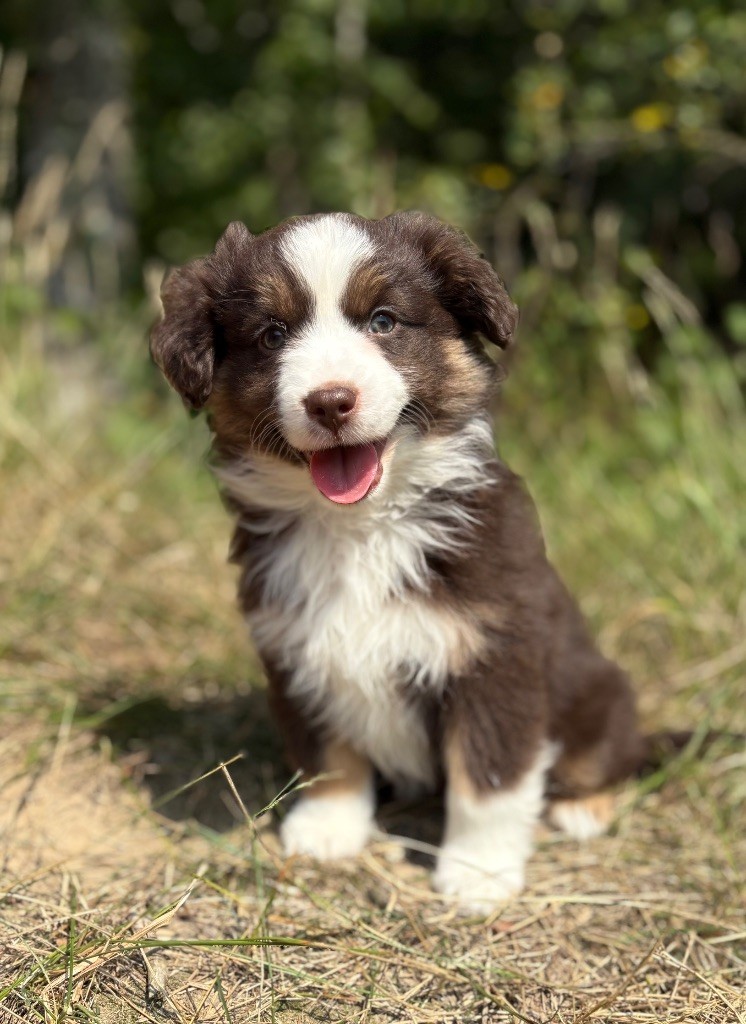 du royaume des horizons d'or - Chiots disponibles - Berger Américain Miniature 