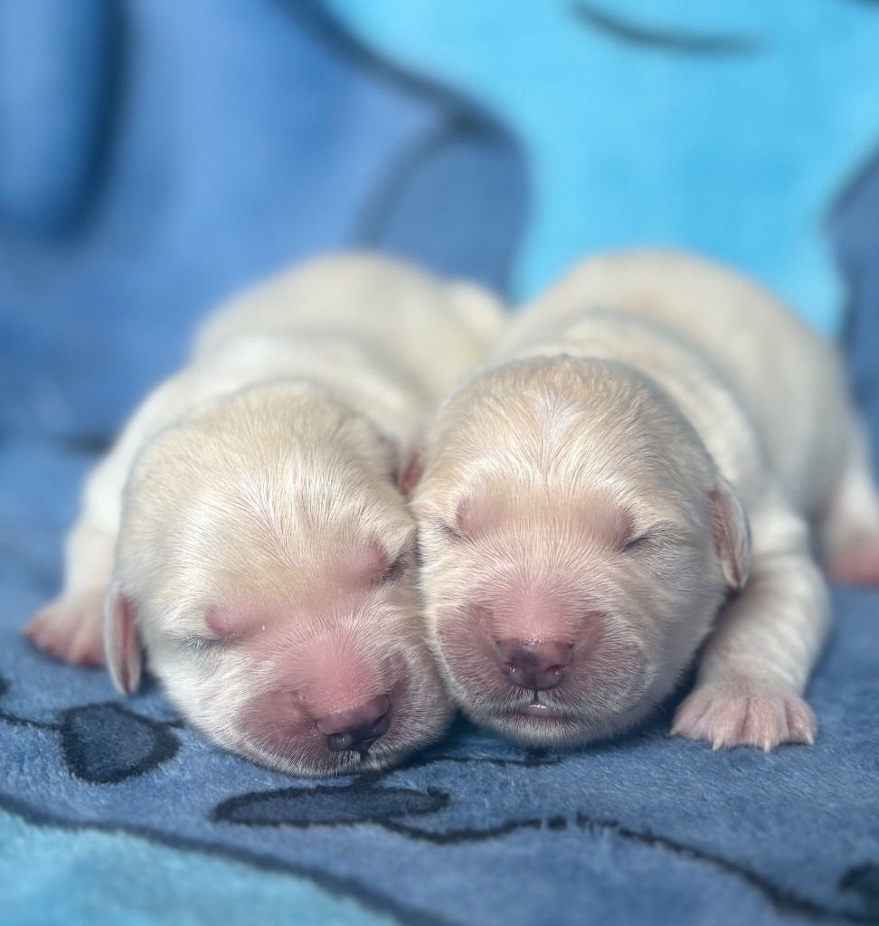 du royaume des horizons d'or - Chiots disponibles - Golden Retriever
