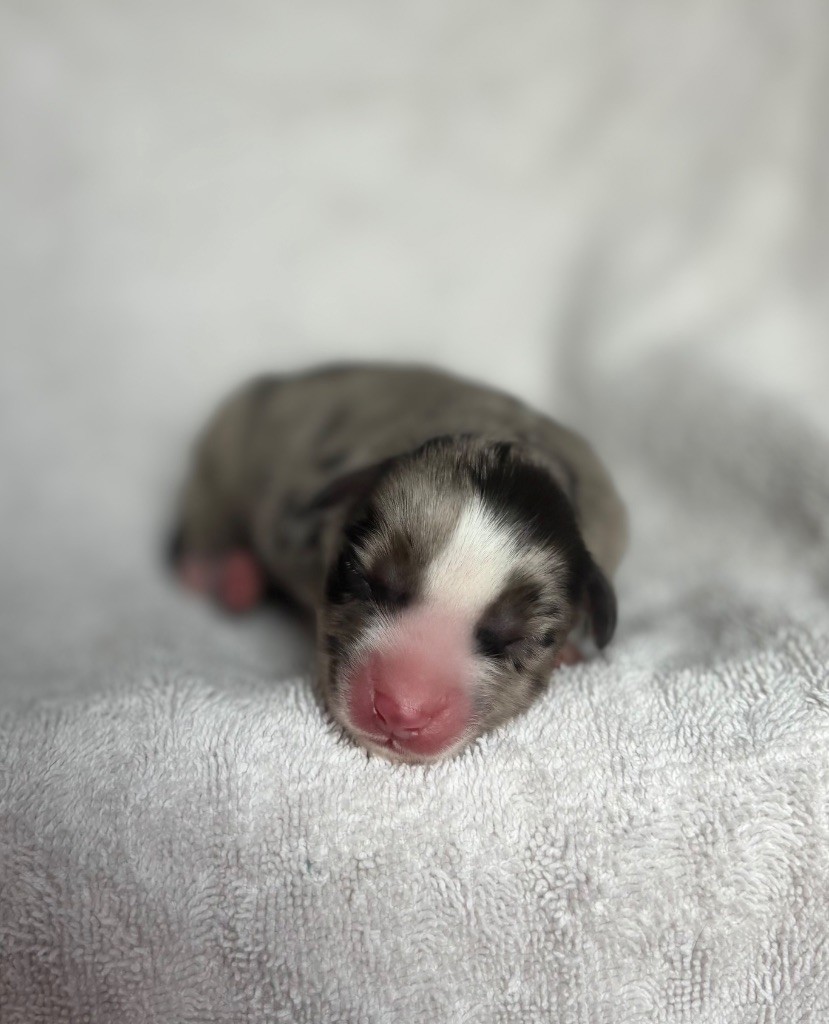 du royaume des horizons d'or - Chiots disponibles - Berger Américain Miniature 