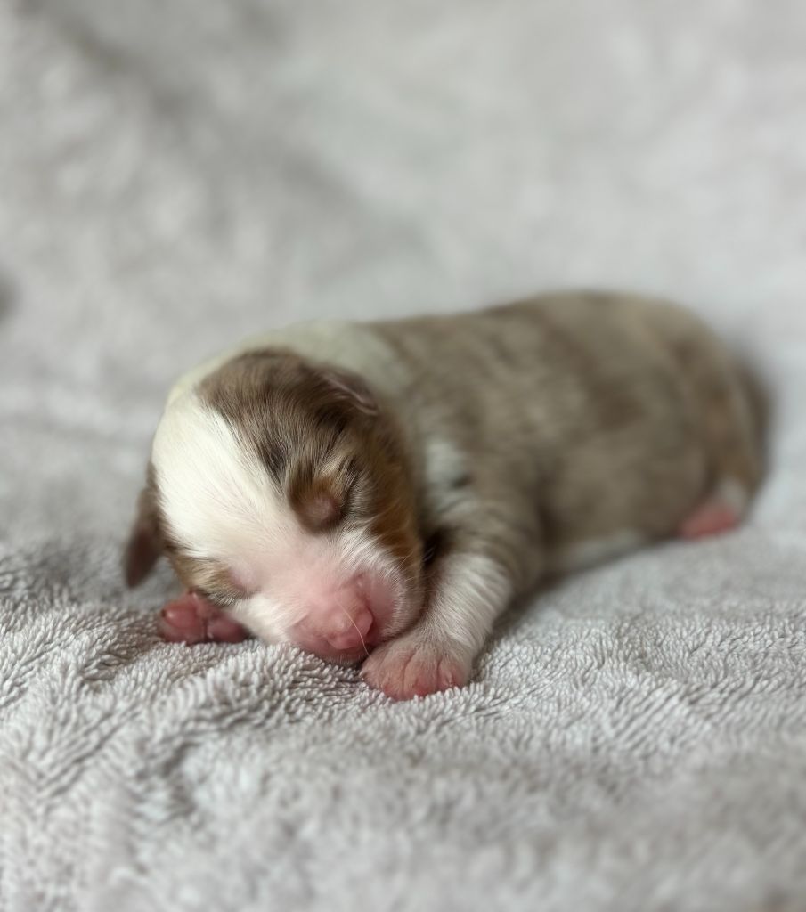 du royaume des horizons d'or - Chiots disponibles - Berger Américain Miniature 