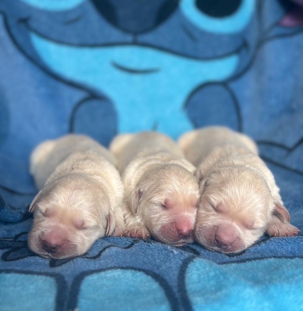 du royaume des horizons d'or - Chiots disponibles - Golden Retriever