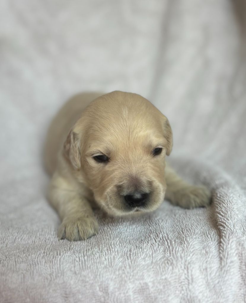 du royaume des horizons d'or - Chiots disponibles - Golden Retriever