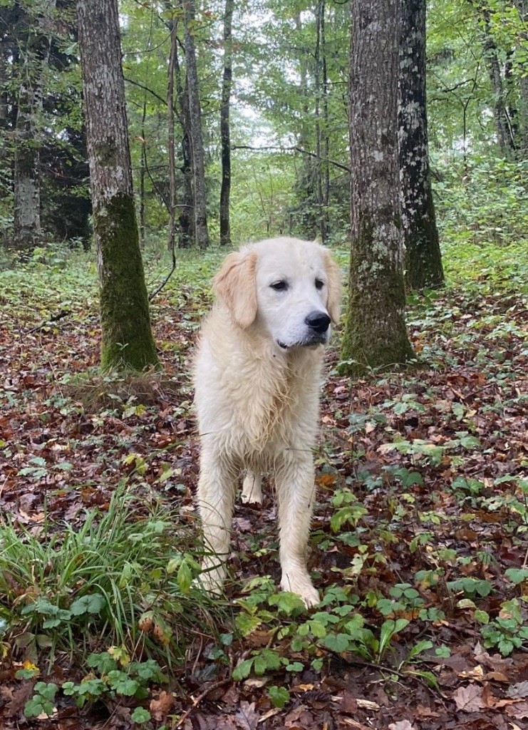du royaume des horizons d'or - Chiots disponibles - Golden Retriever
