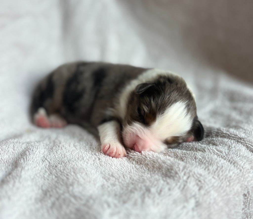 du royaume des horizons d'or - Chiots disponibles - Berger Américain Miniature 