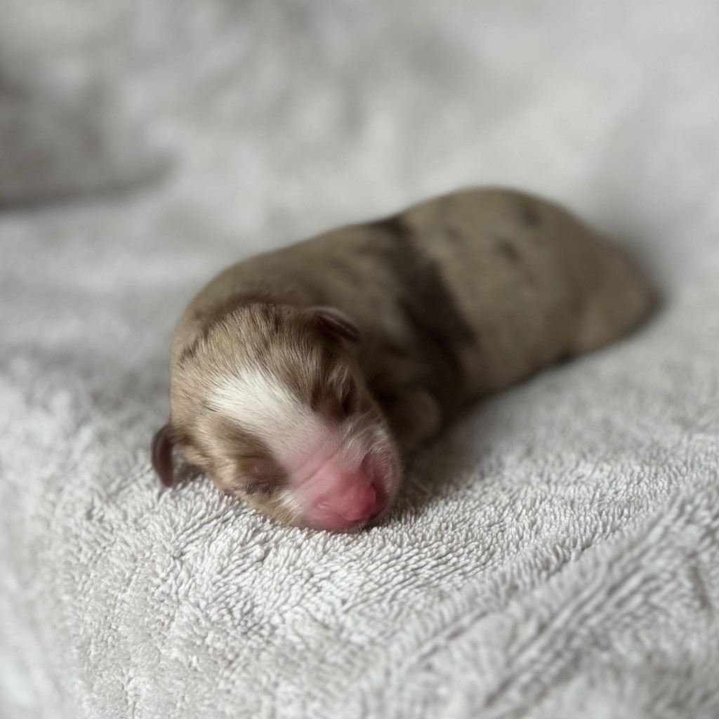 du royaume des horizons d'or - Chiots disponibles - Berger Américain Miniature 