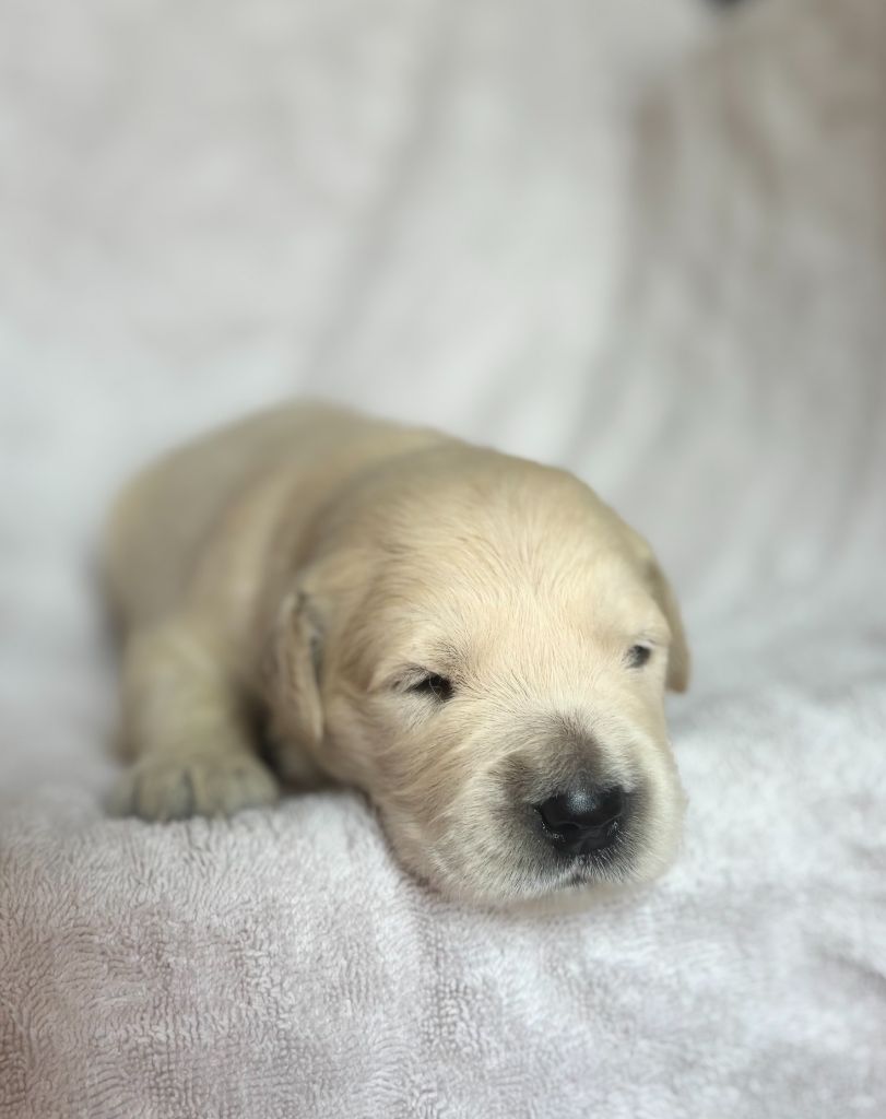 du royaume des horizons d'or - Chiots disponibles - Golden Retriever
