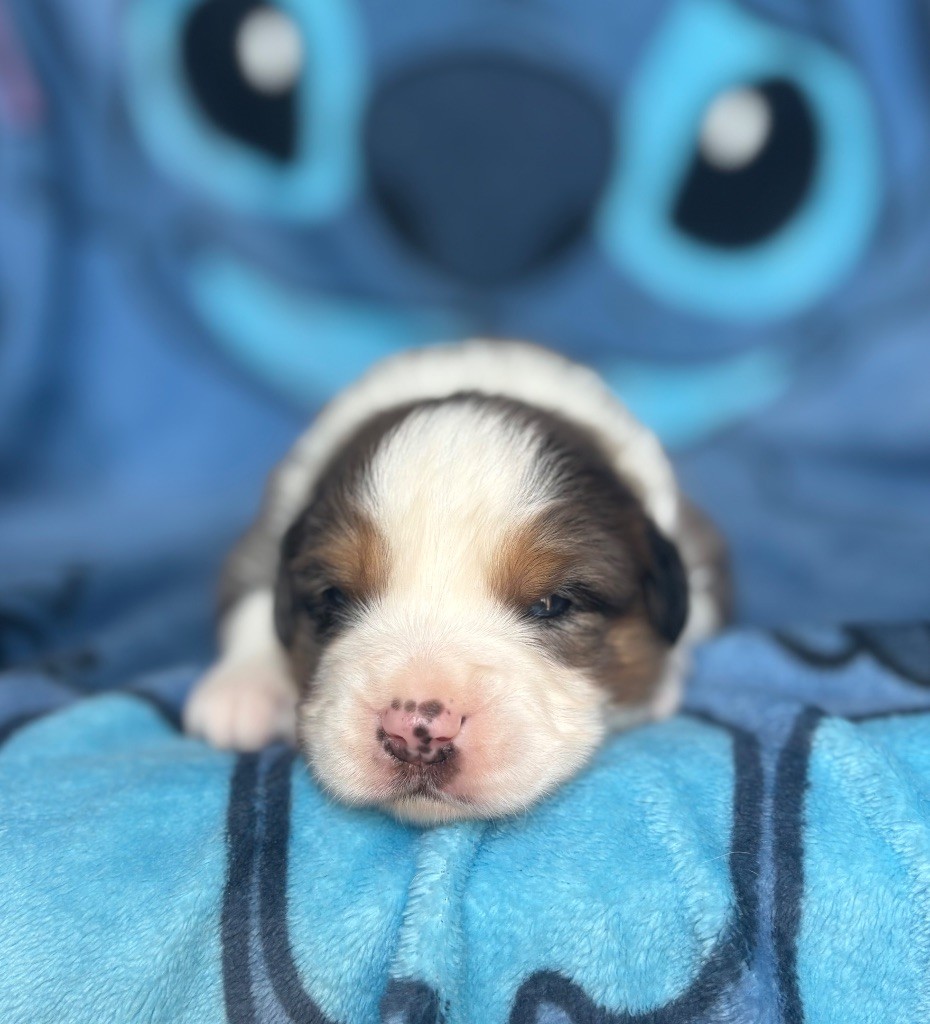 du royaume des horizons d'or - Chiots disponibles - Berger Américain Miniature 