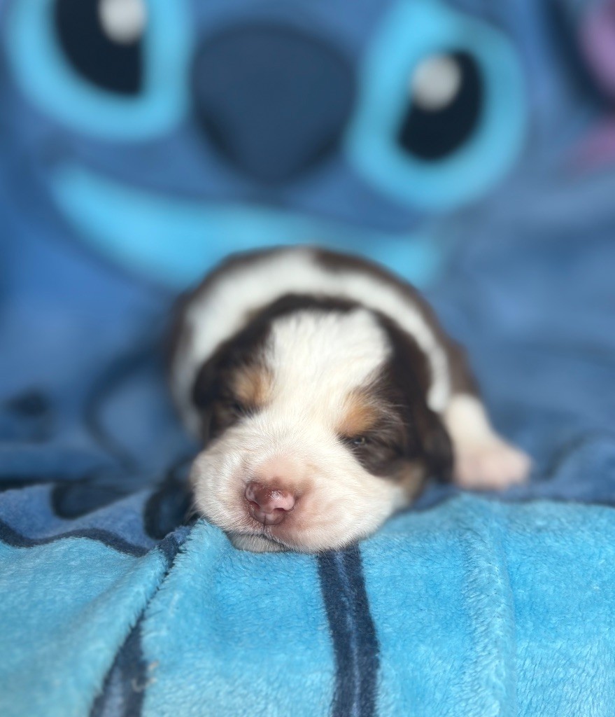 du royaume des horizons d'or - Chiots disponibles - Berger Américain Miniature 