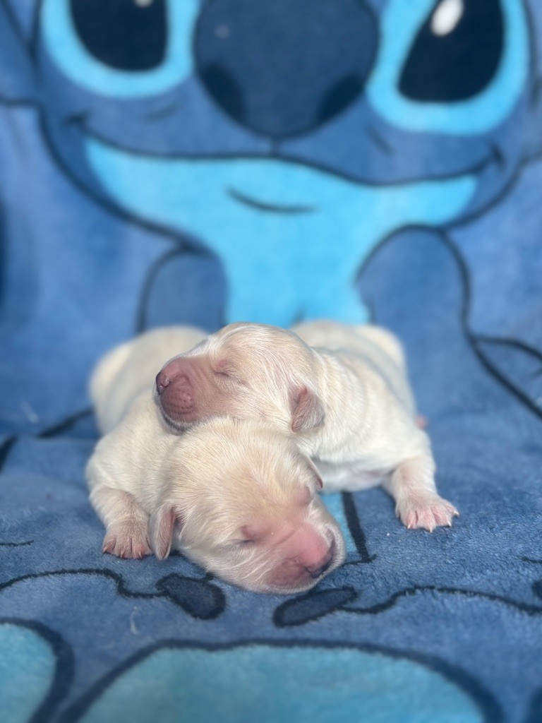 du royaume des horizons d'or - Chiots disponibles - Golden Retriever