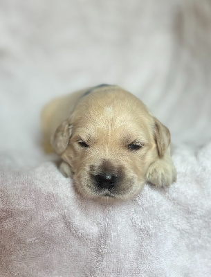 CHIOT