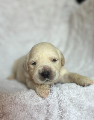 CHIOT