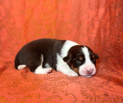 CHIOT 5