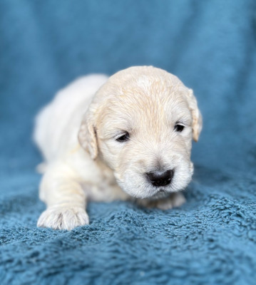 CHIOT 3