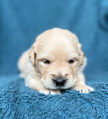 CHIOT 4