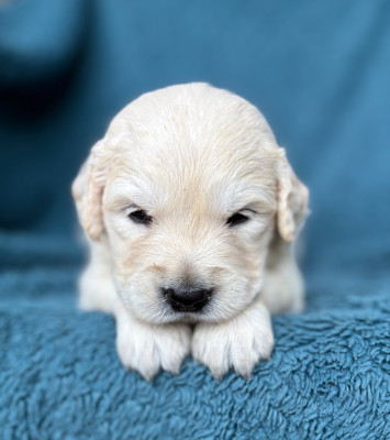 CHIOT 5