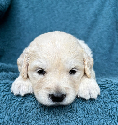 CHIOT 6
