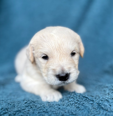 CHIOT 7