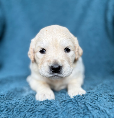 CHIOT 8