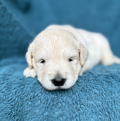 CHIOT 9
