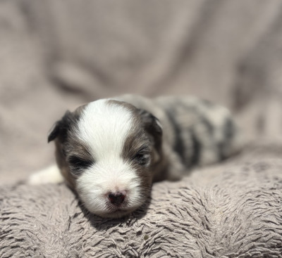 Mâle bleu merle