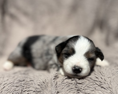 Femelle bleu merle