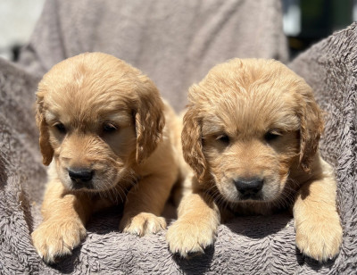 Chiot N°1