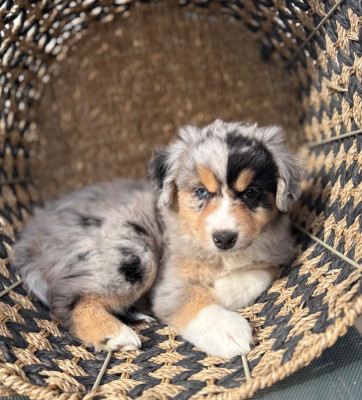 Femelle bleu merle