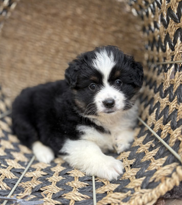 Chiot N°2