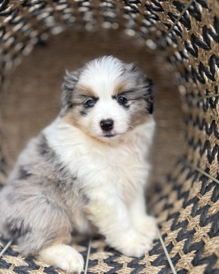 Chiot N°3