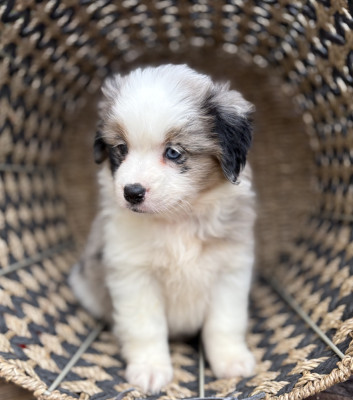 Chiot N°5