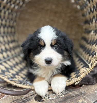 Chiot N°6