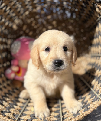 Chiot N°6