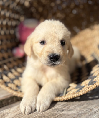 Chiot N°7
