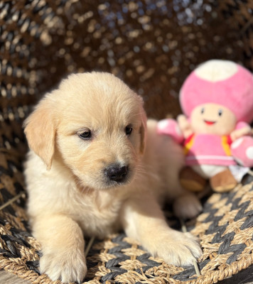 Chiot N°8