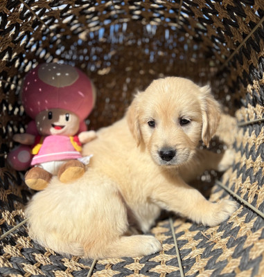 Chiot N°9