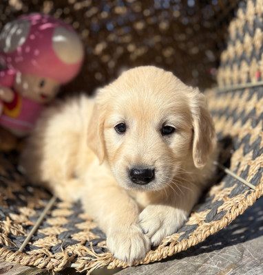 Chiot N°10