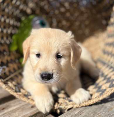 Chiot N°4