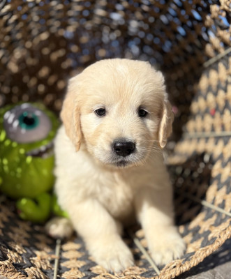 Chiot N°5