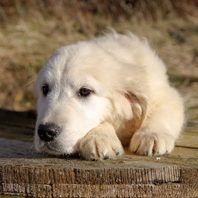 CHIOT mâle pina 1
