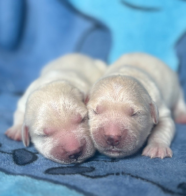 CHIOT 2