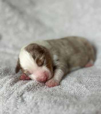 CHIOT