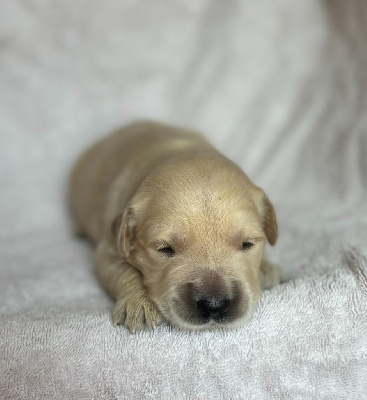CHIOT