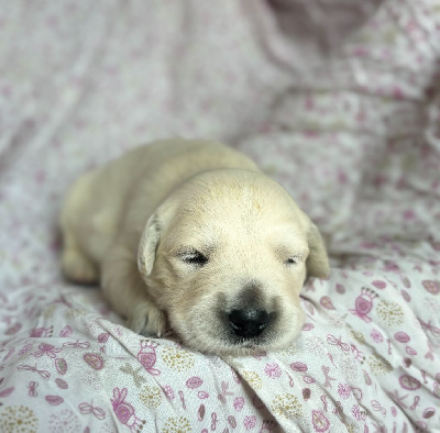 CHIOT