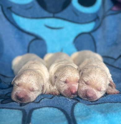 CHIOT 5