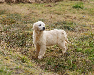 CHIOT femelle Pina 10