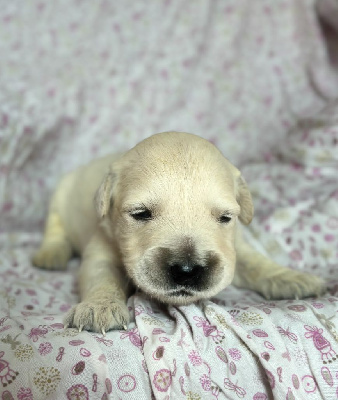 CHIOT