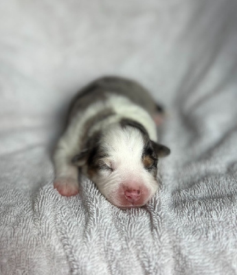 CHIOT
