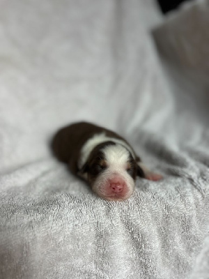 CHIOT