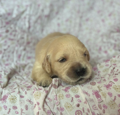 CHIOT